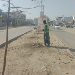 PLANTATION ACTIVITY BY CSF
